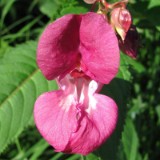 1009F 076 Goeppingen-PB